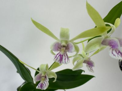 A Dendrobium orchid with several pale green flowers and a distinctive lip, white with purple stripes. Dark green leaves frame the flower stems of the Dendrobium Nora Tokunaga x antennatum against a plain background.